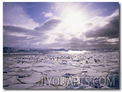 Pack Ice with Dominican Gulls, Antarctica, Polar Regions