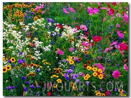 Colourful Wildflowers, USA