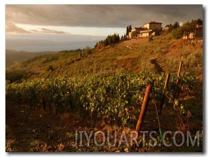 Vineyards, Tuscany, Italy