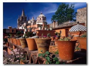 Pots of Cacti, San Miguel De Allende, Guanajuato, Mexico