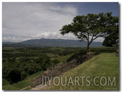 Tree and Mayan Ruins of Tonina, Mexico