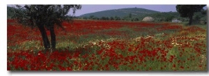 Red Poppies in a Field, Turkey