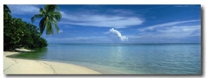 Palm Tree on a Coast, French Polynesia