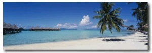 Palm Tree on the Beach, Moana Beach, Bora Bora, Tahiti, French Polynesia