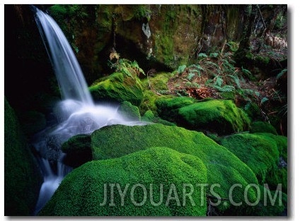 Rainforest Waterfall Walls of Jerusalem National Park, Tasmania, Australia