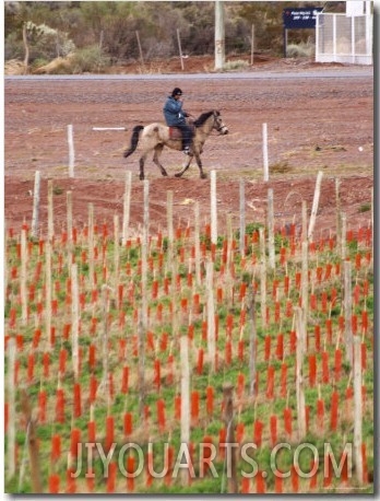 View of Vineyards and Mountain, Bodega Del Anelo Winery, Finca Roja, Neuquen, Patagonia, Argentina