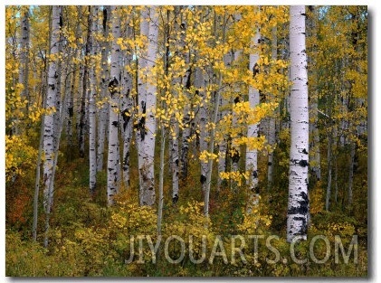 Aspen Trees Near Mcclure Pass in Gunnison National Forest, Gunnison, Colorado, USA