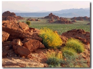 Brittlebush and Sandstone, Valley of Fire State Park, Nevada, USA