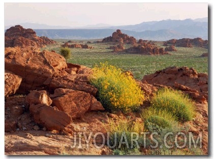 Brittlebush and Sandstone, Valley of Fire State Park, Nevada, USA