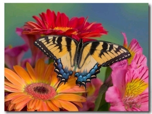 Eastern Tiger Swallowtail Female on Gerber Daisies, Sammamish, Washington, USA