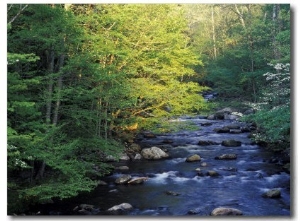 Elkmount Area, Great Smoky Mountains National Park, Tennessee, USA