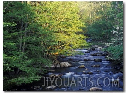 Elkmount Area, Great Smoky Mountains National Park, Tennessee, USA