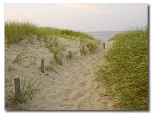 Path at Head of the Meadow Beach, Cape Cod National Seashore, Massachusetts, USA