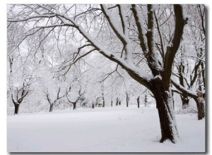 Snow Covered Maple Trees in Odiorne Point State Park in Rye, New Hampshire, USA