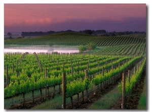 Sunrise in Distant Fog, Carnaros, Napa Valley, California, USA