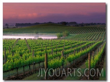 Sunrise in Distant Fog, Carnaros, Napa Valley, California, USA