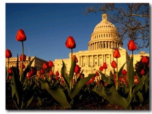 View of the Capitol Building