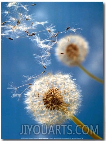 Dandelions