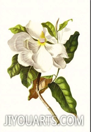 Magnolia Maxime Flore