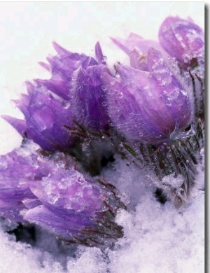 Pasqueflower, Anemone Patens, Growing in Snow