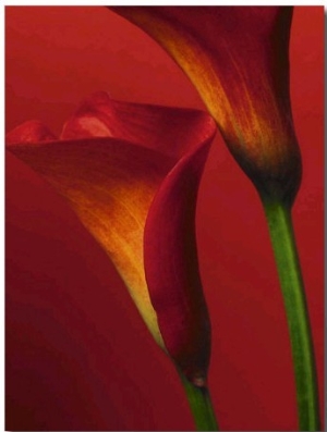 Red Calla Lilies