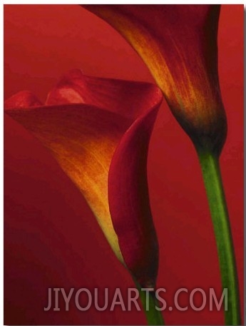 Red Calla Lilies