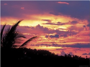 Gold and Pink Sunset with Silhouette of Palm Tree