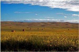 Bales Amongst The Sunflowers