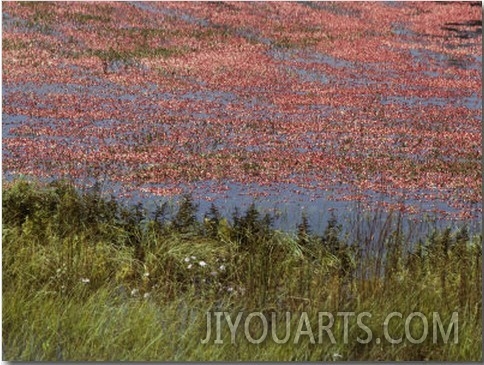 Floating Cranberries Turn a Bog Pinkish Red