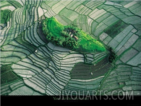 Terraced Rice Fields, Bali