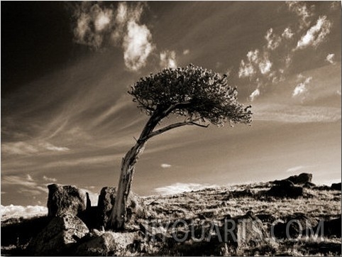 Bristle Cone Pine Tree, Mt. Evans, CO