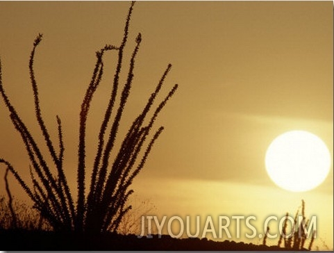 Desert Sunset with Ocotillo, CA