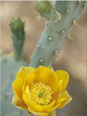 Prickly Pear Cactus in Bloom, Arizona Sonora Desert Museum, Tucson, Arizona, USA