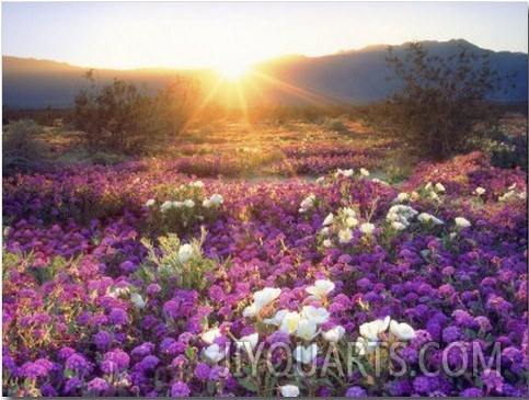 Sand Verbena and Dune Primrose Wildflowers at Sunset, Anza Borrego Desert State Park, California