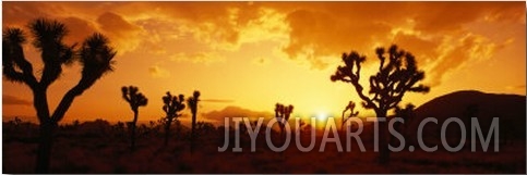 Sunset, Joshua Tree Park, California, USA