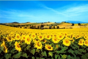 Sunflowers Field, Umbria