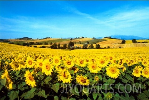 Sunflowers Field, Umbria