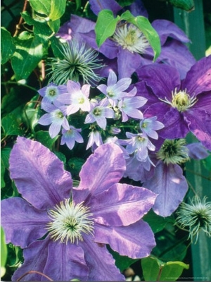 Campanula  Lactoflora  Growing Amongst Clematis (Purple Flowered Climber)