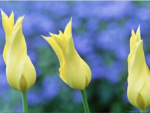 Lily Flowered Tulip