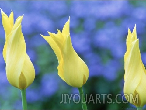 Lily Flowered Tulip