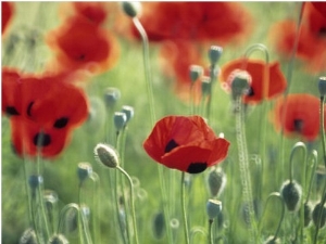 Papaver Commutatum Ladybird, Close up of Red Flowers and Buds