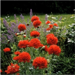 Papaver Somniferum (Opium Poppy) Paeony Flowered  View of Bright Red Frilly Flowers