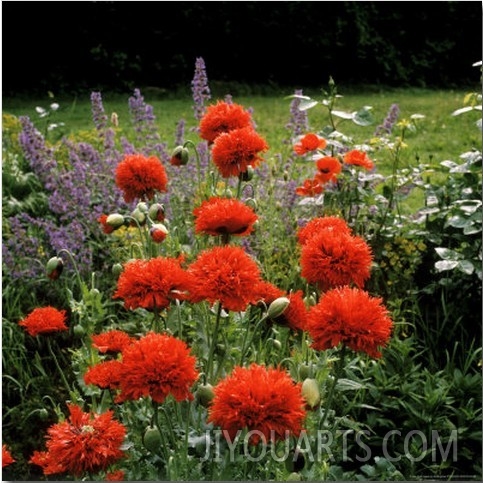 Papaver Somniferum (Opium Poppy) Paeony Flowered  View of Bright Red Frilly Flowers