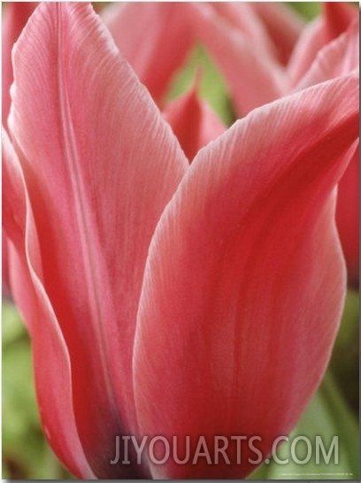 Tulipa  Yonina  (Lily Flowered Group)