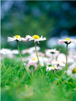 Weeds, Bellis Perennis (Daisy) Growing in Lawn