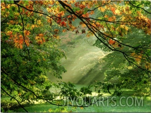 Woodland Garden, Westonbirt Arboretum, Gloucestershire