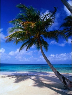 A Palm Tree Bends to the Caribbean Sea on a Key in the San Blas Islands, San Blas, Panama