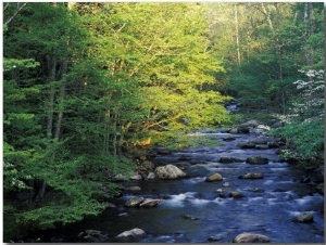 Elkmount Area, Great Smoky Mountains National Park, Tennessee, USA