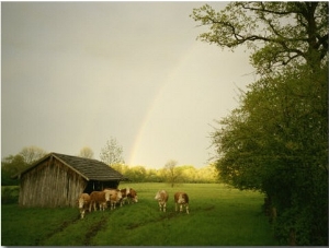 Cattle Gather Outside a Run In Barn in a Lush Pasture