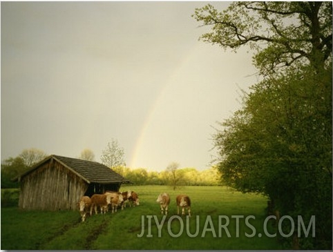 Cattle Gather Outside a Run In Barn in a Lush Pasture